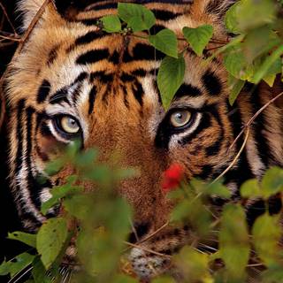 National Geographic iPhone wallpaper