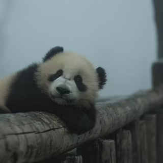 Cute panda desktop wallpaper