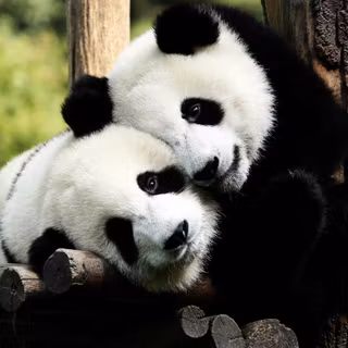 Cute panda desktop wallpaper