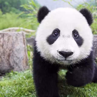 Cute panda desktop wallpaper