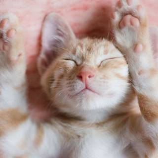 Cute cat mobile wallpaper