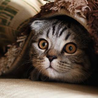 Cute cat mobile wallpaper