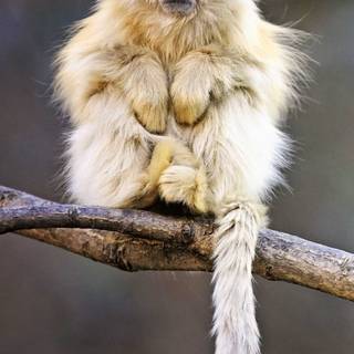 Monkey mobile wallpaper