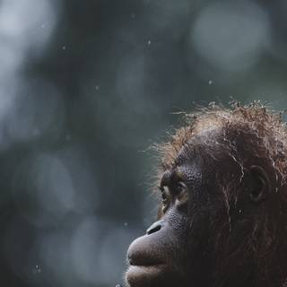 Monkey mobile wallpaper