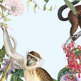 Monkey mobile wallpaper