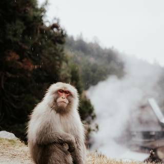 Monkey mobile wallpaper