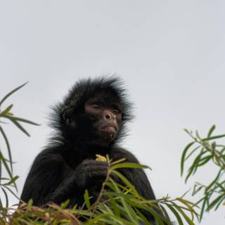 Monkey mobile wallpaper