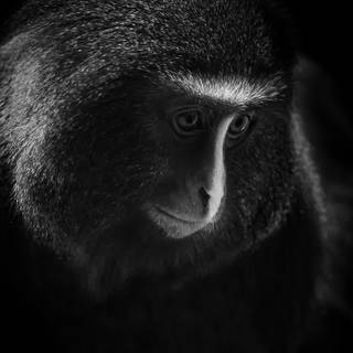 Monkey mobile wallpaper