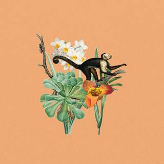 Monkey mobile wallpaper