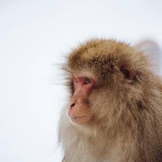 Monkey mobile wallpaper