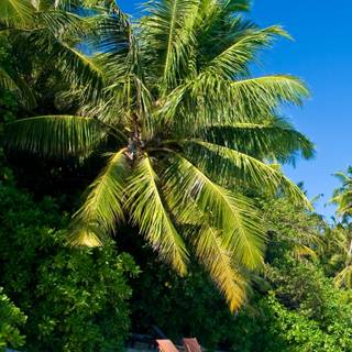 Maldives mobile wallpaper