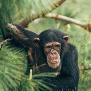 Monkey mobile wallpaper