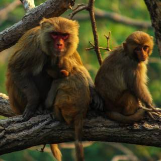 Monkey mobile wallpaper