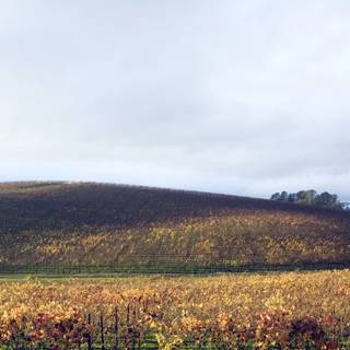 Windows XP default wallpaper