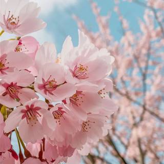 Summer iPhone wallpaper