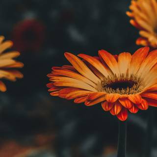 Summer iPhone wallpaper