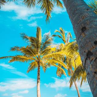 Summer iPhone wallpaper