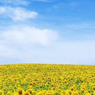 Summer iPhone wallpaper