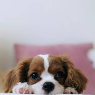 Puppy dog wallpaper