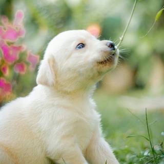 Puppy dog wallpaper