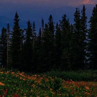 Aesthetic jungle iPhone wallpaper