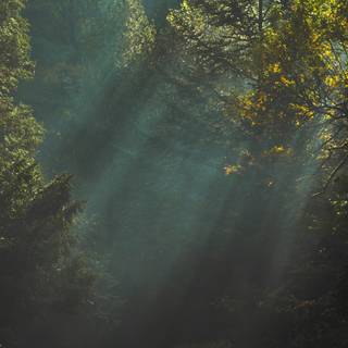 4k aesthetic nature wallpaper