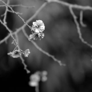 Japan black and white 4k wallpaper