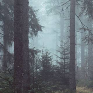Foggy forest iPhone wallpaper