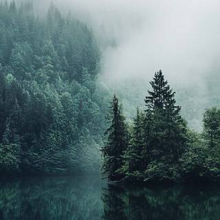 Foggy forest iPhone wallpaper