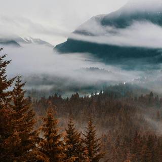 Foggy forest iPhone wallpaper