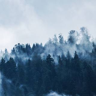 Foggy forest iPhone wallpaper