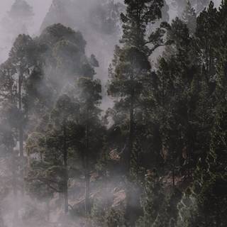 Foggy forest iPhone wallpaper