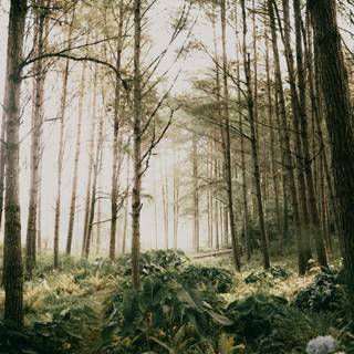 Foggy forest iPhone wallpaper