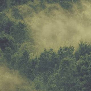 Foggy forest iPhone wallpaper