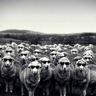 Sheep iPhone wallpaper