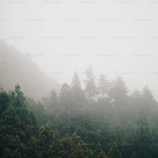 Foggy forest iPhone wallpaper