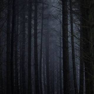 Foggy forest iPhone wallpaper