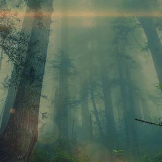 Foggy forest iPhone wallpaper
