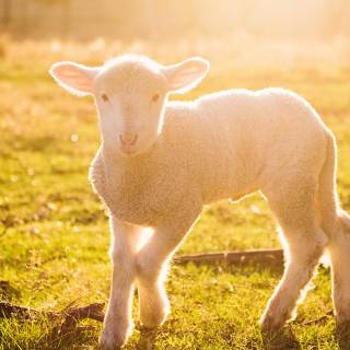 Sheep iPhone wallpaper