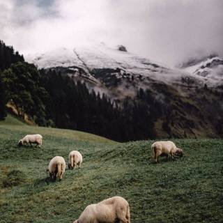 Sheep iPhone wallpaper