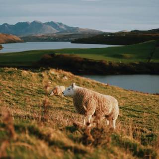 Sheep iPhone wallpaper