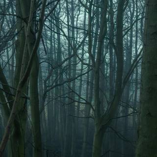 Foggy forest iPhone wallpaper