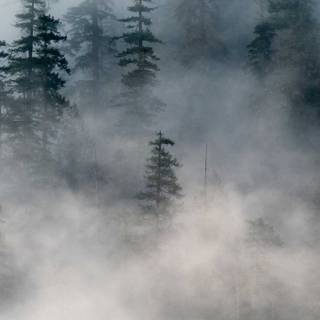 Foggy forest iPhone wallpaper