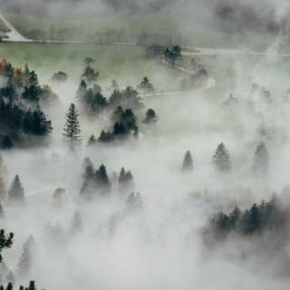 Foggy forest iPhone wallpaper