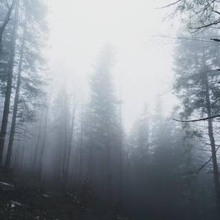 Foggy forest iPhone wallpaper
