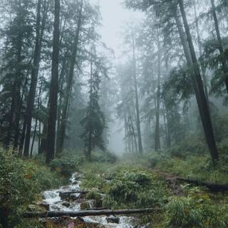 Foggy forest iPhone wallpaper