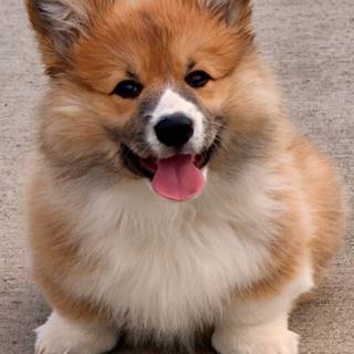 Cute Corgi phone wallpaper