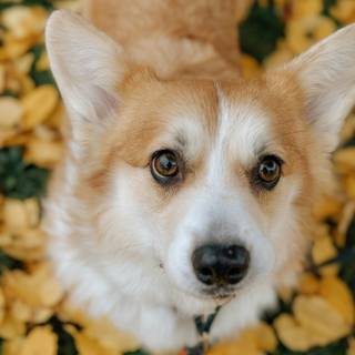 Cute Corgi phone wallpaper