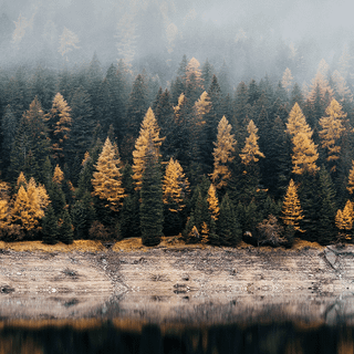 Foggy forest iPhone wallpaper