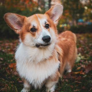 Cute Corgi phone wallpaper